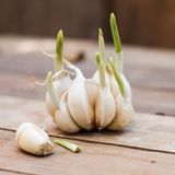 Austreibender Knoblauch auf einem Holztisch