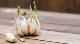 Austreibender Knoblauch auf einem Holztisch