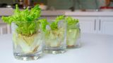 Nachwachsender Salatstrunk im Wasserglas