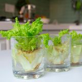 Nachwachsender Salatstrunk im Wasserglas