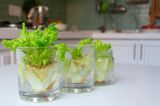 Nachwachsender Salatstrunk im Wasserglas