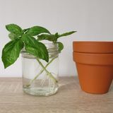 Basilikum-Stängel im Wasserglas