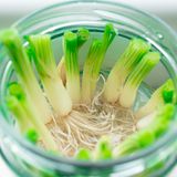 Frühlingszwiebelenden im Wasserglas