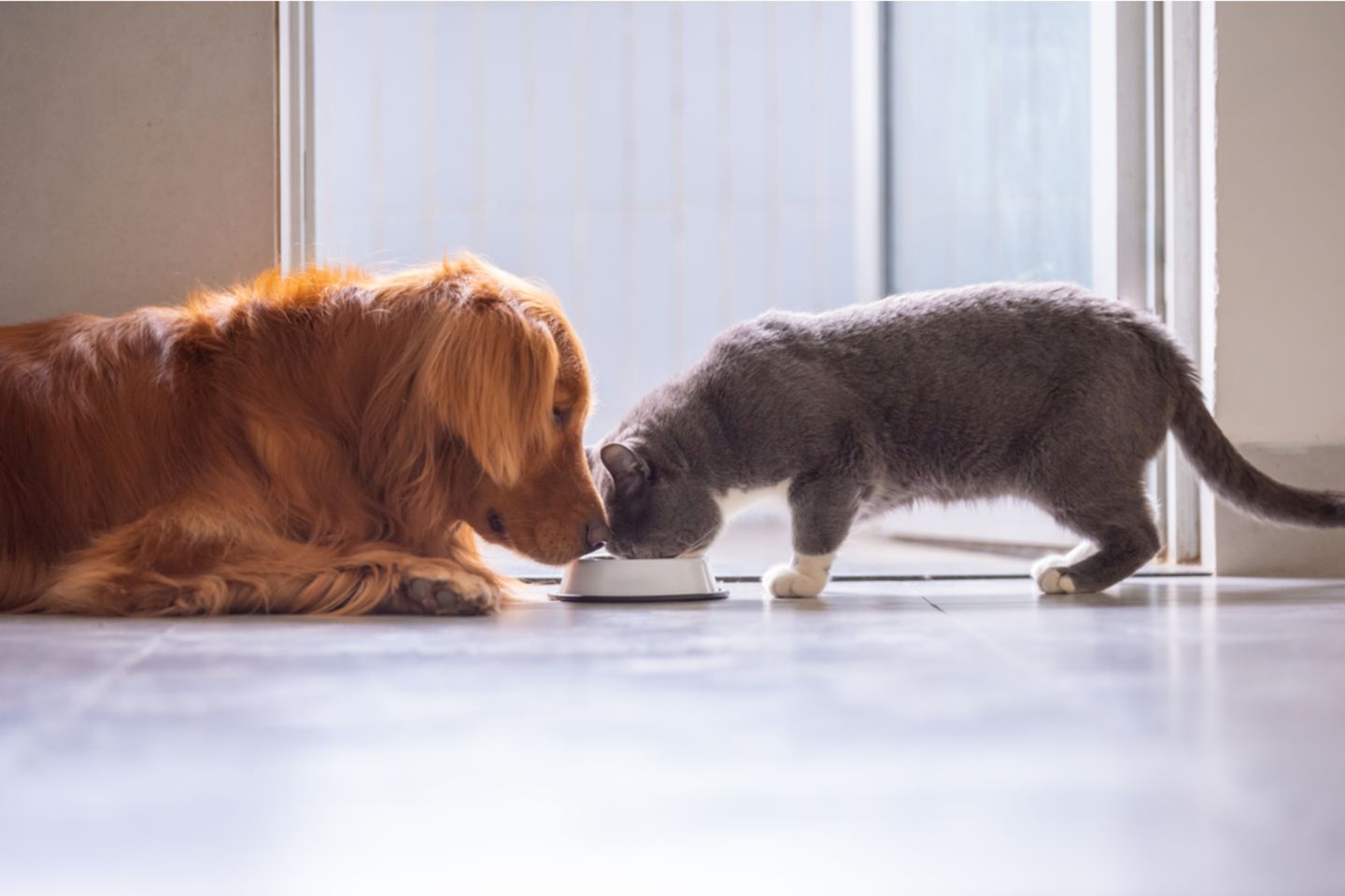 Hund und Katze teilen sich Napf