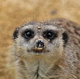 GEO LESERFOTO: Die besten Leserfotos: August 2020 - Bild 7