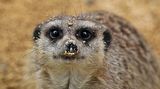 GEO LESERFOTO: Die besten Leserfotos: August 2020 - Bild 7