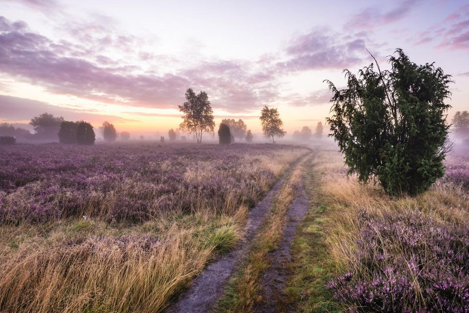 Lüneburger Heide  1.6347