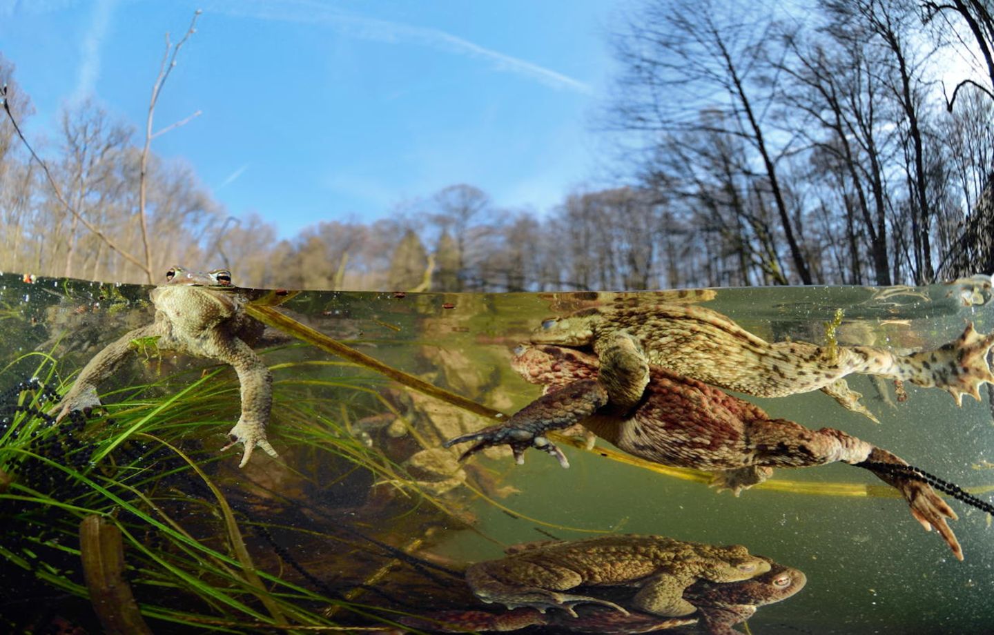 Biotope in Deutschland: Das wilde Leben im Tümpel - [GEO]