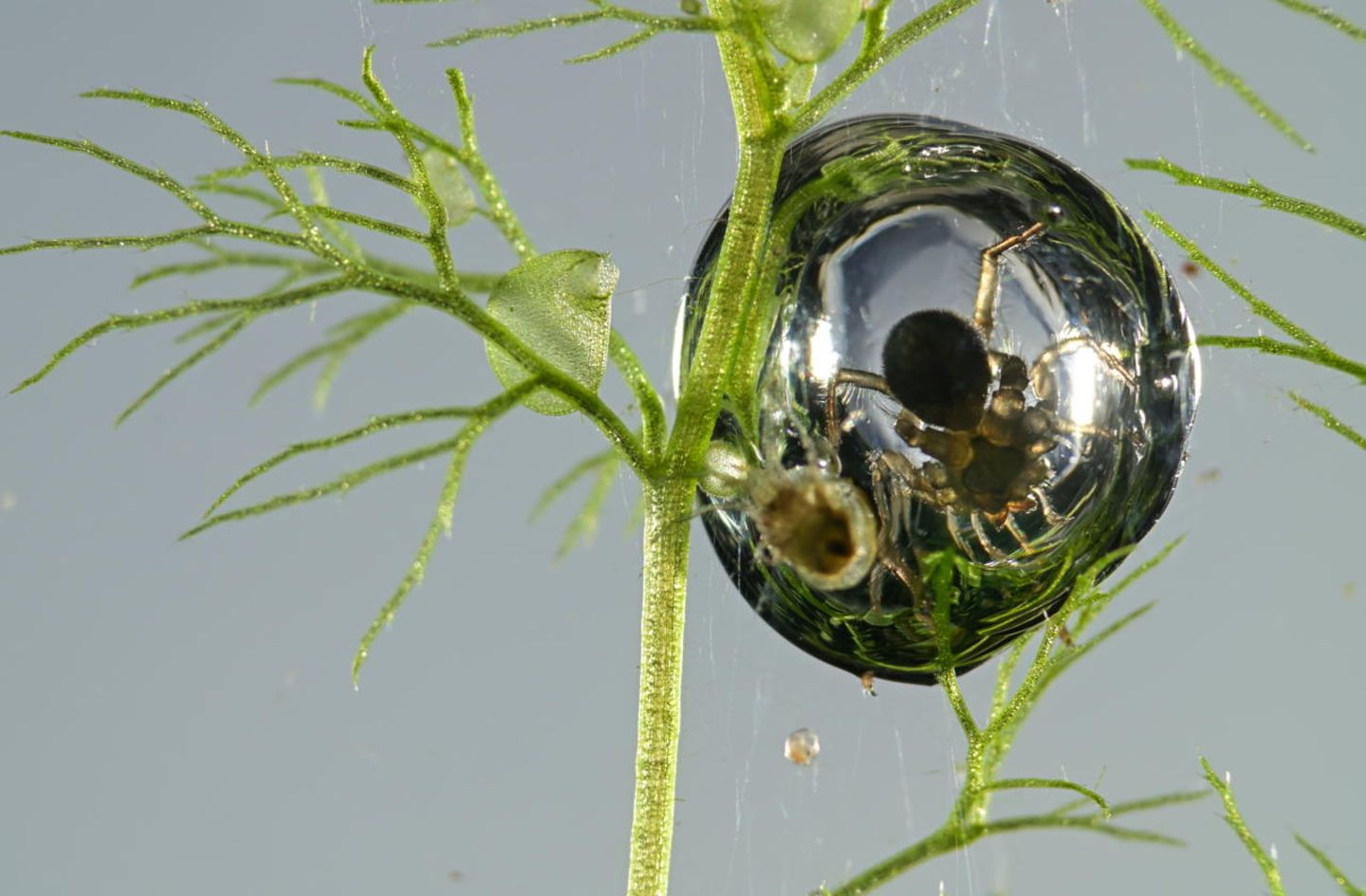 Wasserspinne