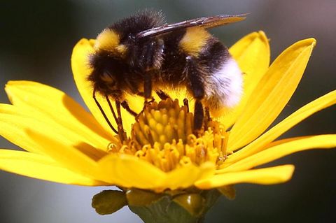 Hummel an einer Blüte