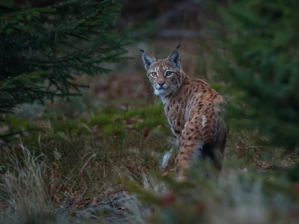 Bayerischer Wald: Auch Luchse gibt es im Nationalpark Bayerischer Wald zu entdecken - allerdings zeigen sie sich nur selten Bayerischer Wald: Auch Luchse gibt es im Nationalpark Bayerischer Wald zu entdecken - allerdings zeigen sie sich nur selten