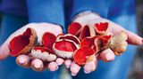 Roter Prachtbecherling