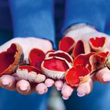 Roter Prachtbecherling