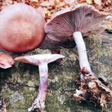 Violetter Rötelritterling