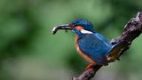 Eisvogel