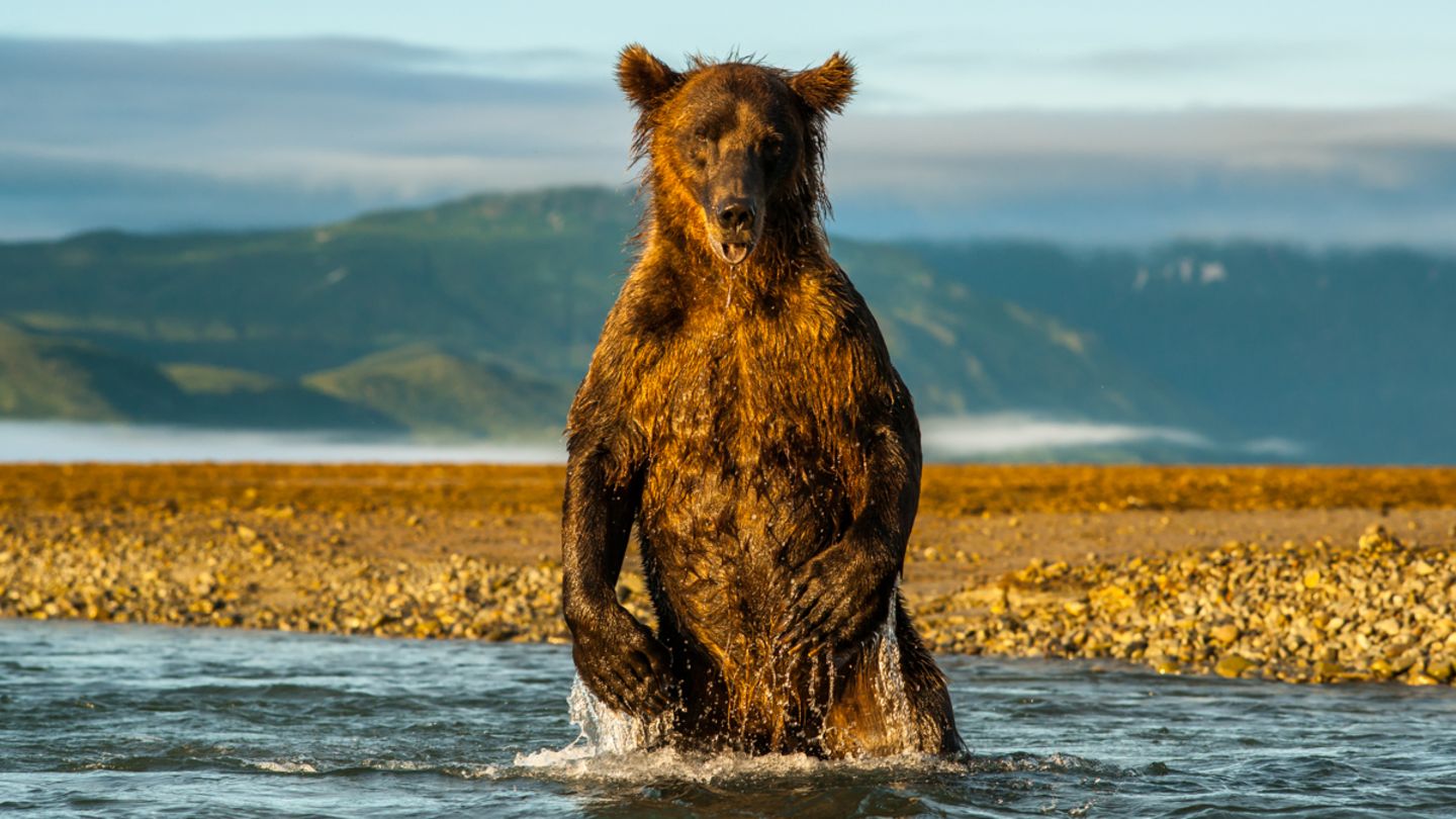 Der BÄR IN MIR