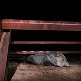 GDT ENJ 2020, Fritz Pölking Preis, Alejandro Prieto