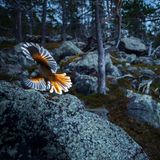 GDT ENJ 2020, Fritz Pölking Jugendpreis, Florian Smit