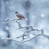 GDT ENJ 2020, Fritz Pölking Jugendpreis, Florian Smit