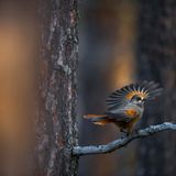 GDT ENJ 2020, Fritz Pölking Jugendpreis, Florian Smit