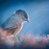 GDT ENJ 2020, Fritz Pölking Jugendpreis, Florian Smit