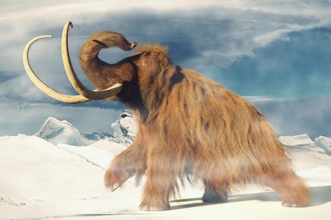 Mammut läuft durch Schneelandschaft