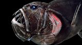 Fangzahnfisch