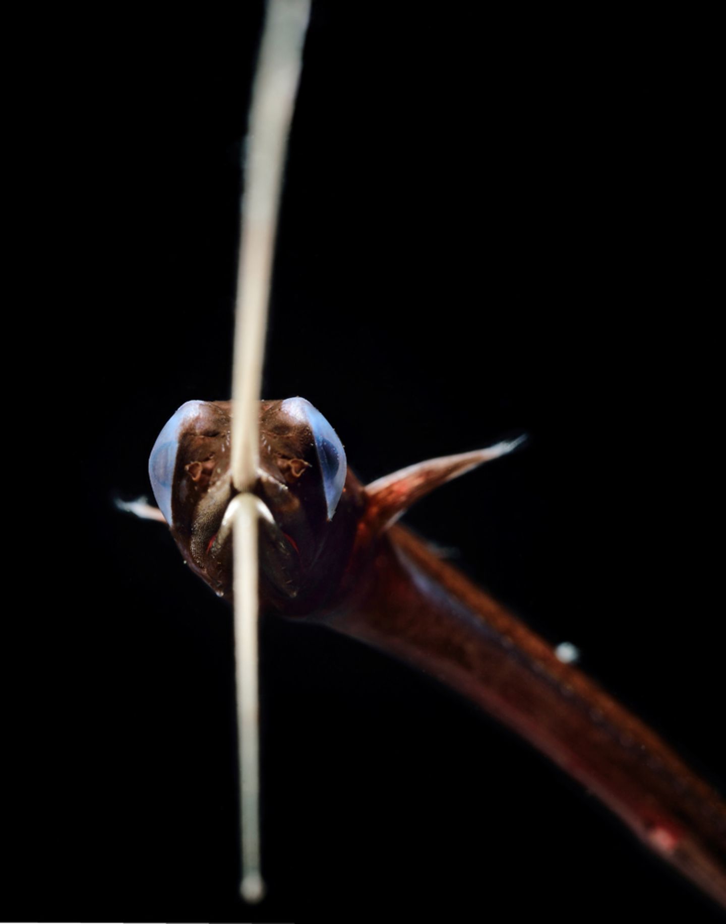 Schnepfenaal