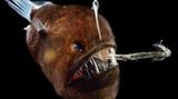 Buckliger Anglerfisch