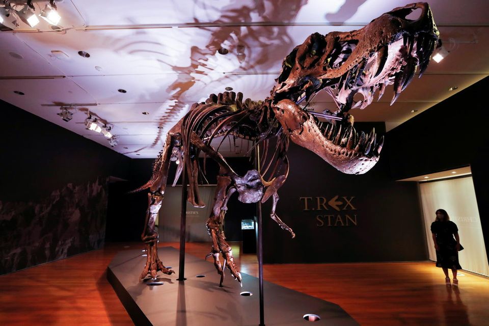 Spektakuläre Dino-Auktion: Das Dinosaurierskelett "Stan" ist derzeit bei Christie's in New York ausgestellt