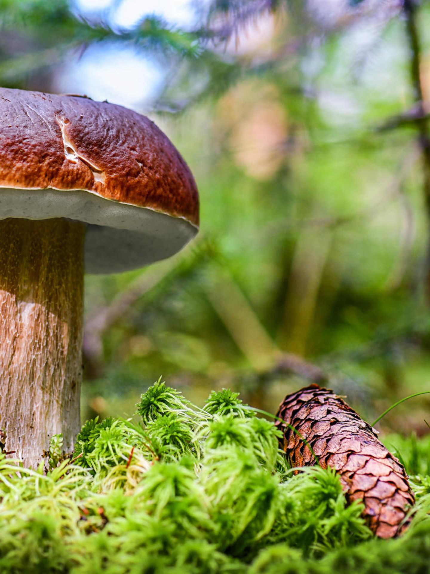 Steinpilz im Moos