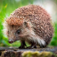Igel im Herbst: Am liebsten allein