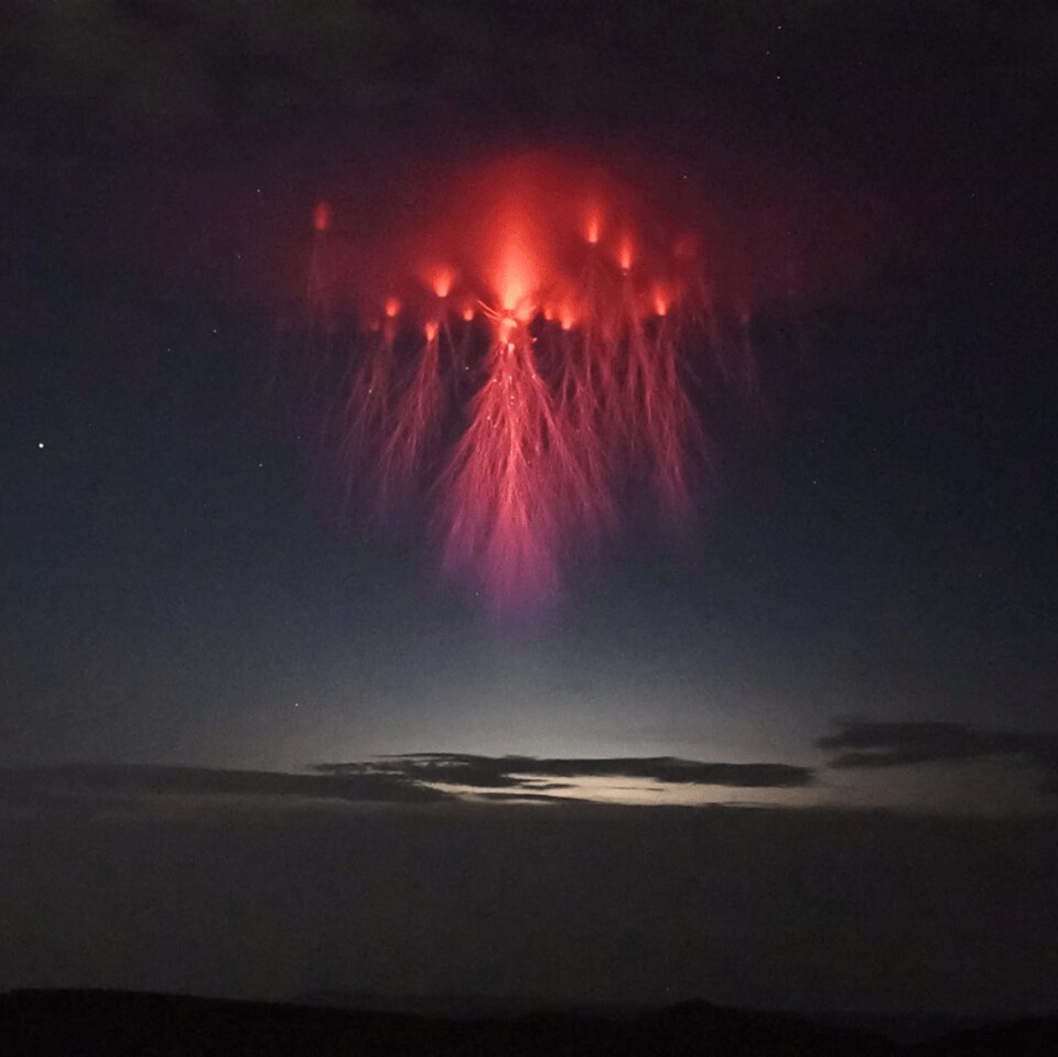 jellyfish sprite