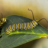 Raupe des Monarchs