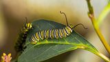 Raupe des Monarchs