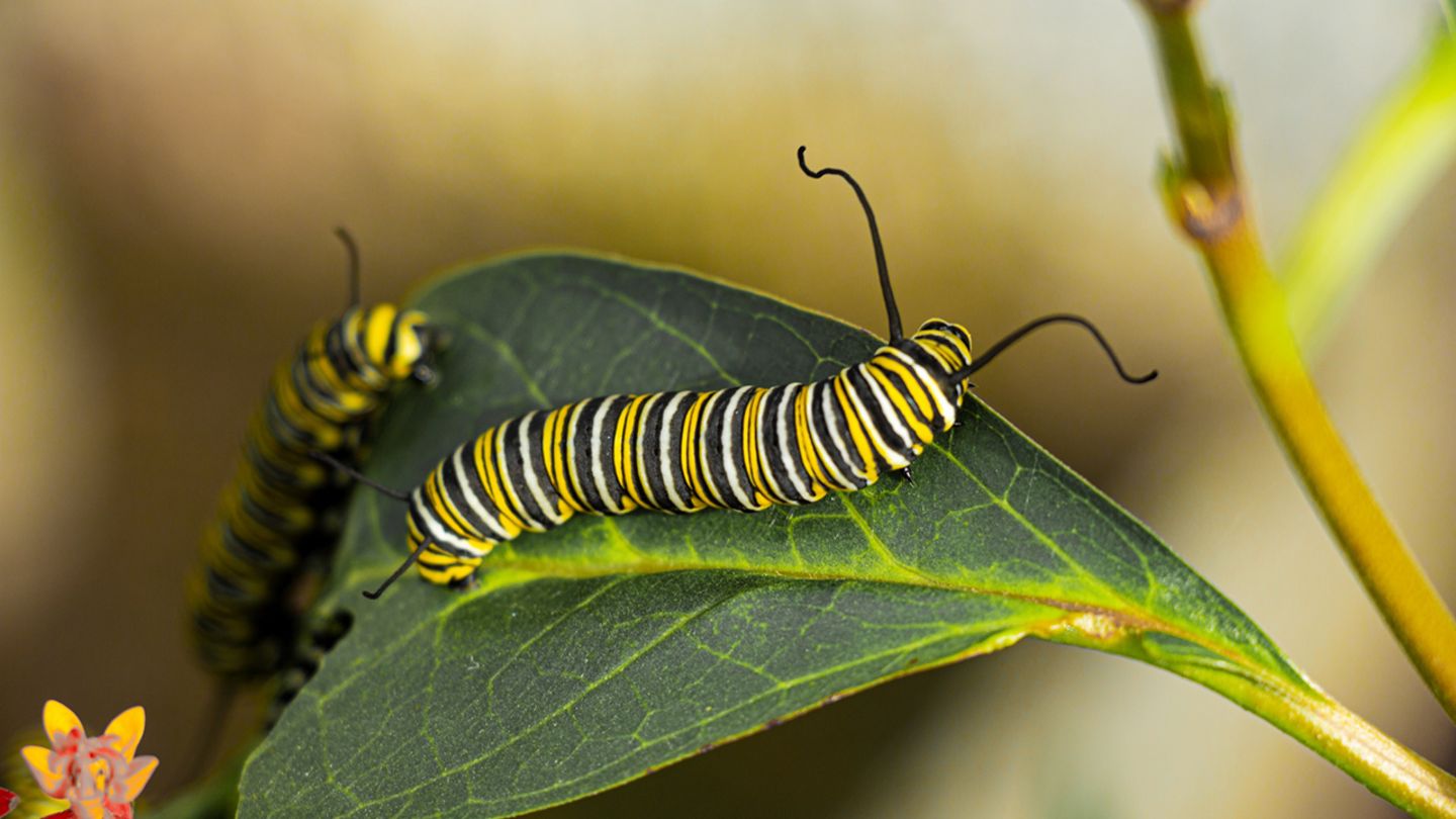 Raupe des Monarchs