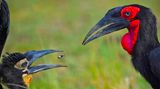 Varun Thakkar/Nature inFocus Photograph of the Year