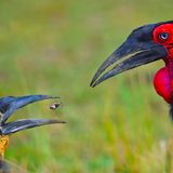 Varun Thakkar/Nature inFocus Photograph of the Year