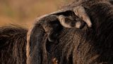 Puskar Basu/Nature inFocus Photograph of the Year