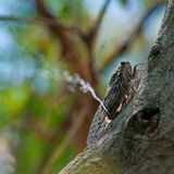 Lenu Kannan/Nature inFocus Photograph of the Year