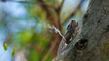 Lenu Kannan/Nature inFocus Photograph of the Year