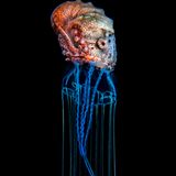 Magnus Lundgren/Nature inFocus Photograph of the Year