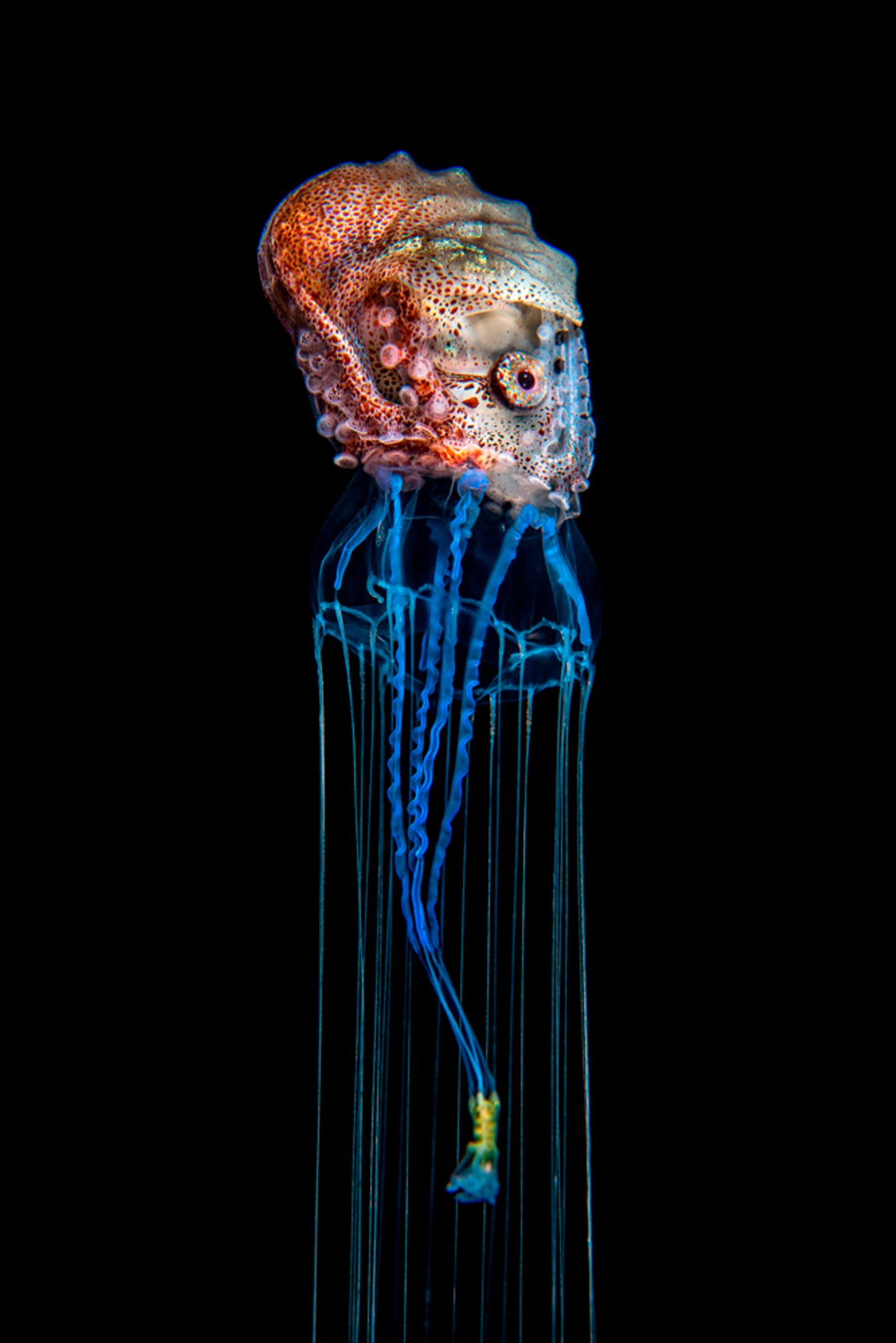 Magnus Lundgren/Nature inFocus Photograph of the Year