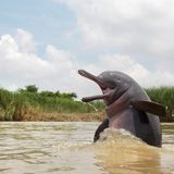 Ganesh Chowdhury/Nature inFocus Photograph of the Year