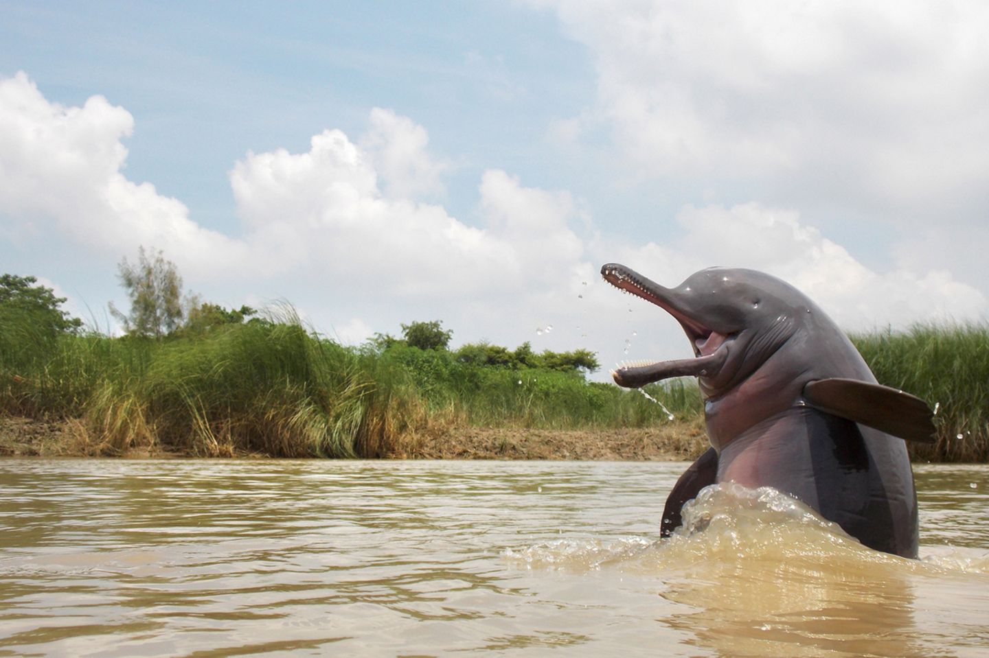 Ganesh Chowdhury/Nature inFocus Photograph of the Year
