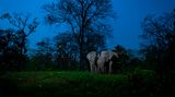 Gagandeep Matharoo/Nature inFocus Photograph of the Year