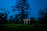 Gagandeep Matharoo/Nature inFocus Photograph of the Year