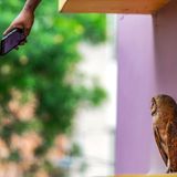 Krishnendu Mitra/Nature inFocus Photograph of the Year