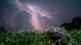 Ripan Biswas/Nature inFocus Photograph of the Year