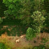 Ganesh Raghunathan/Nature inFocus Photograph of the Year